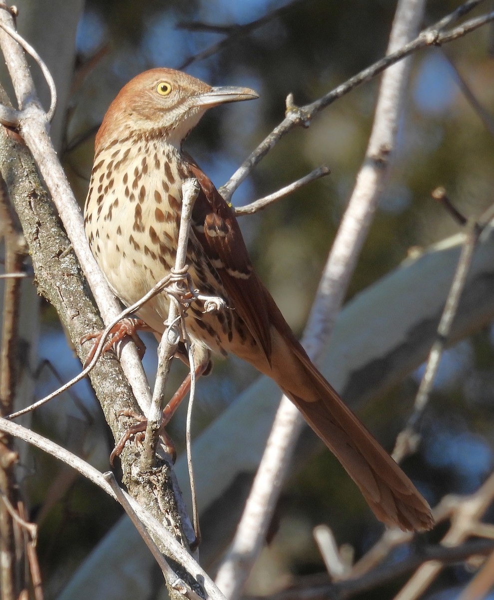 Brown Thrasher - ML650853435