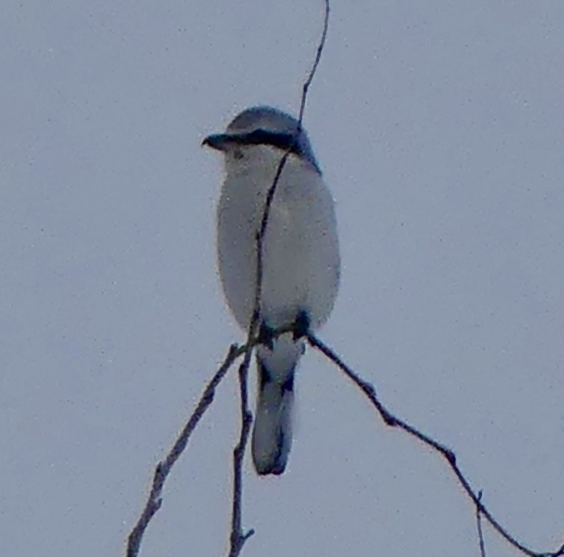 Сорокопуд північний - ML650853448