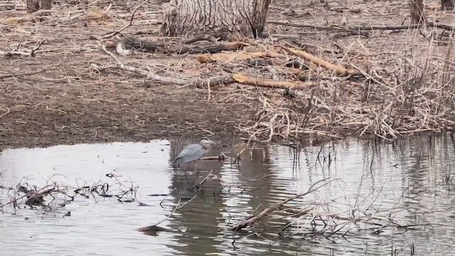 Great Blue Heron - ML650853539