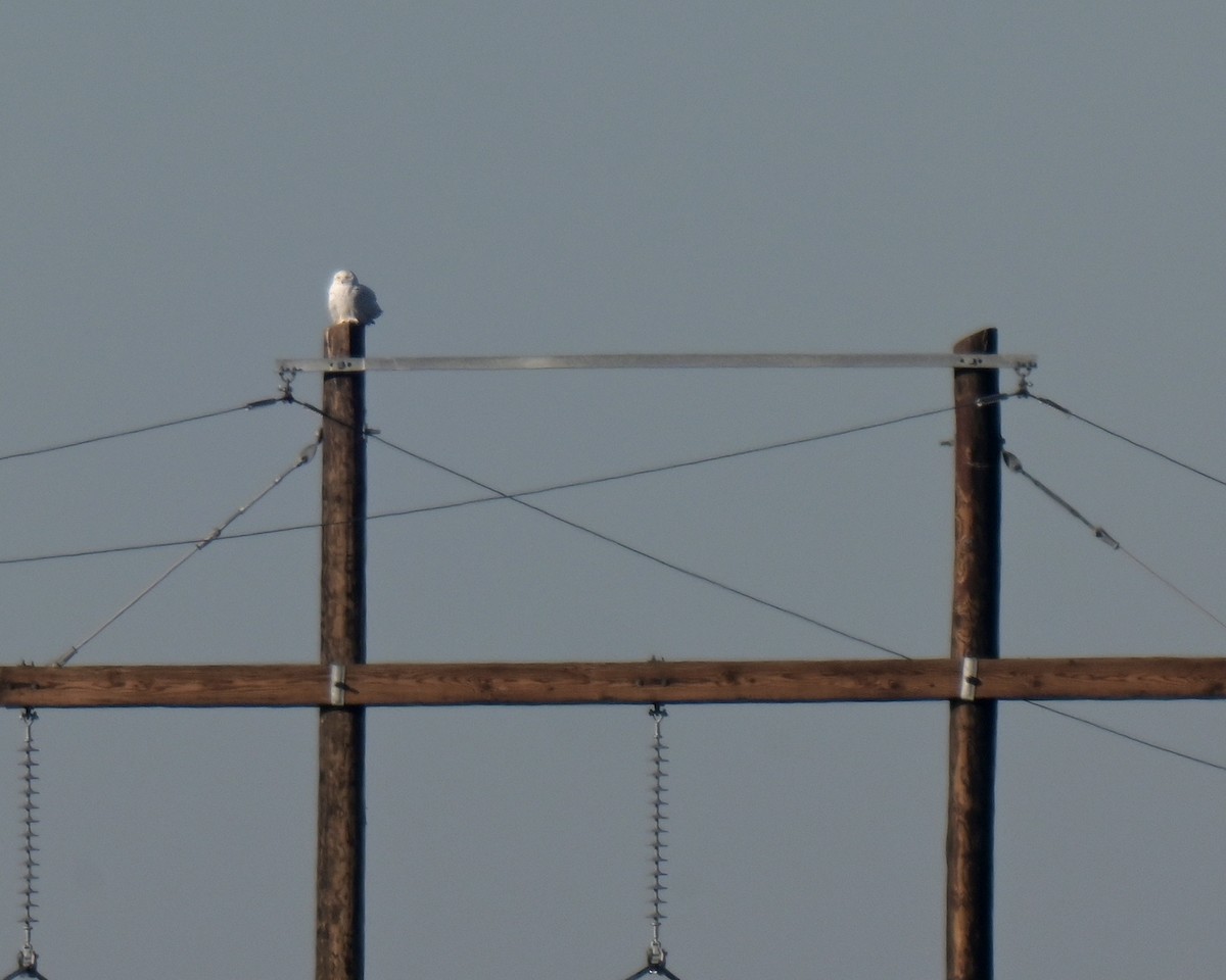 Harfang des neiges - ML650853705