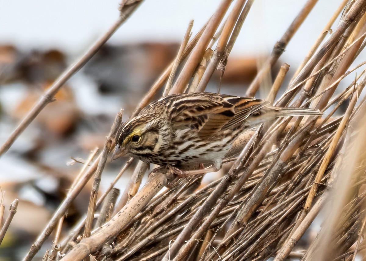 musespurv - ML650853831