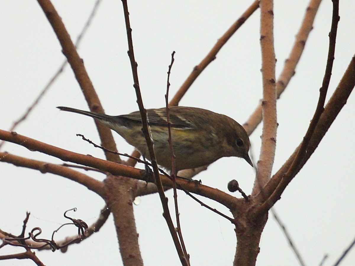 myrteparula - ML650853855