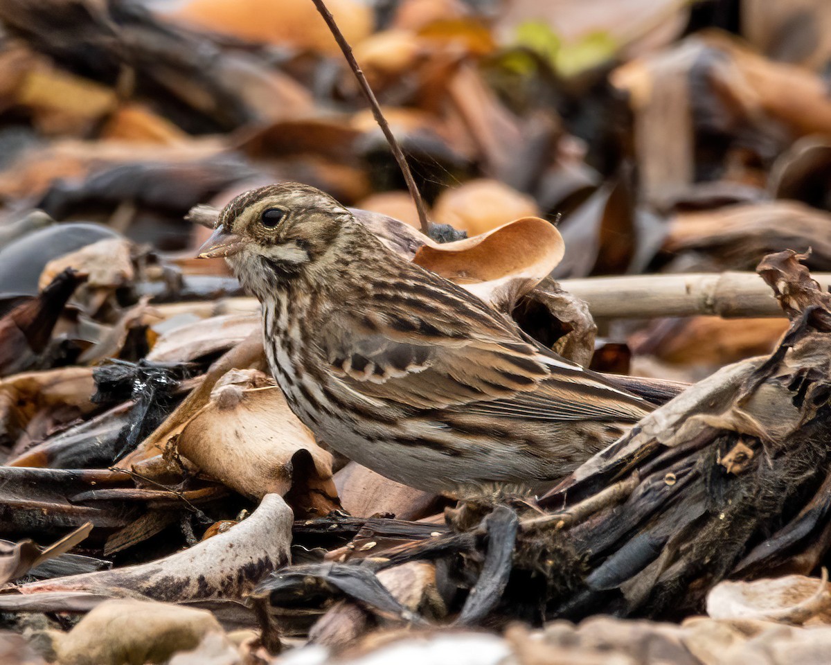 musespurv - ML650853859