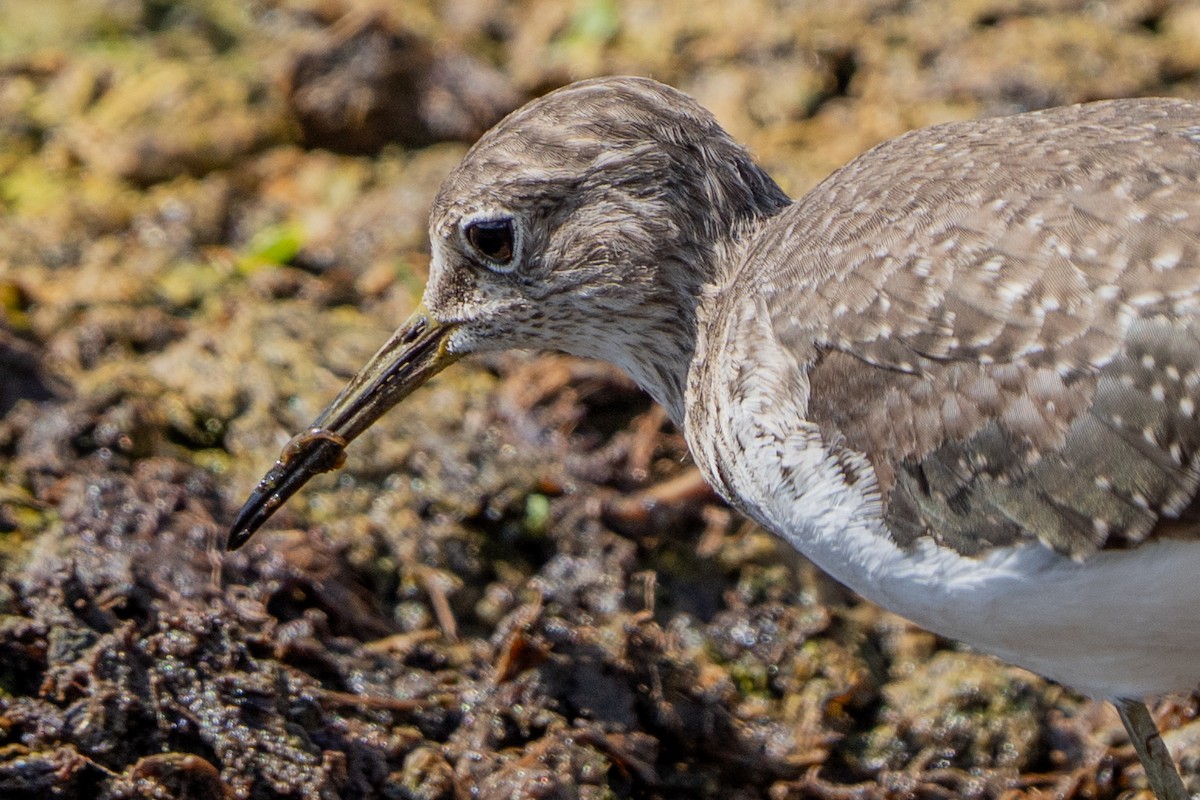 Solitary Sandpiper - ML650853883