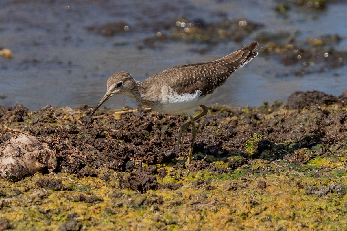 Solitary Sandpiper - ML650853884