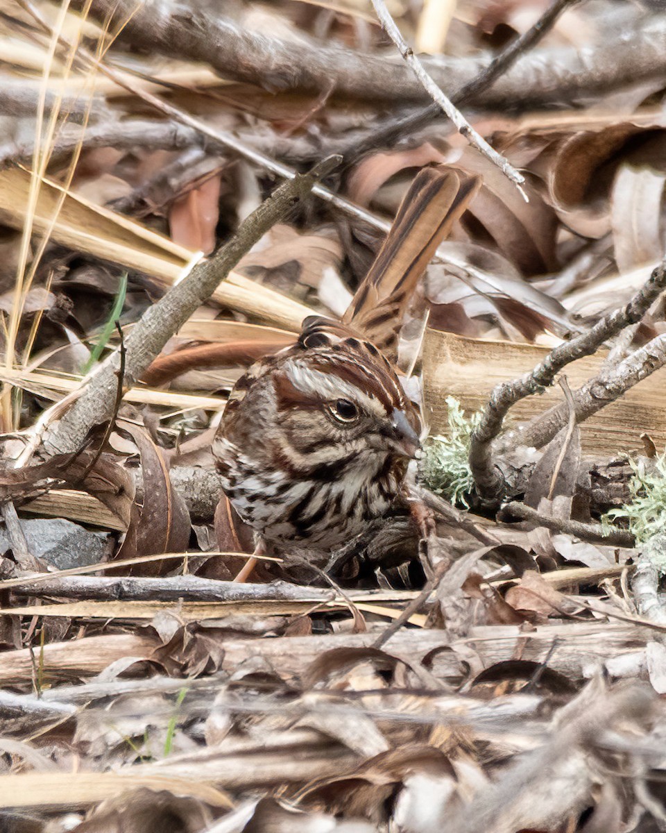 sangspurv - ML650853918