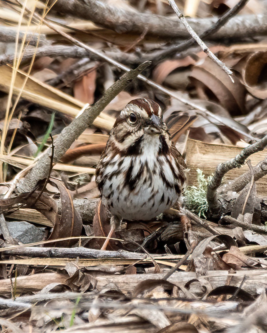 sangspurv - ML650853925