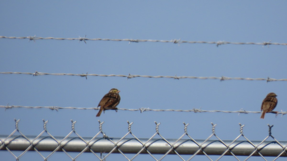 Akşamcı Serçe - ML650854196