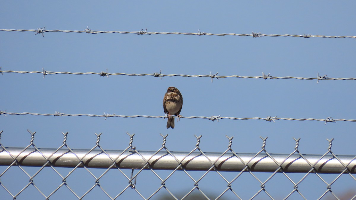 Akşamcı Serçe - ML650854197