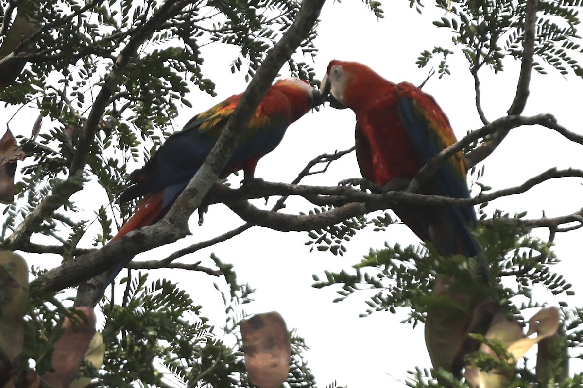 Scharlachara - ML650854361