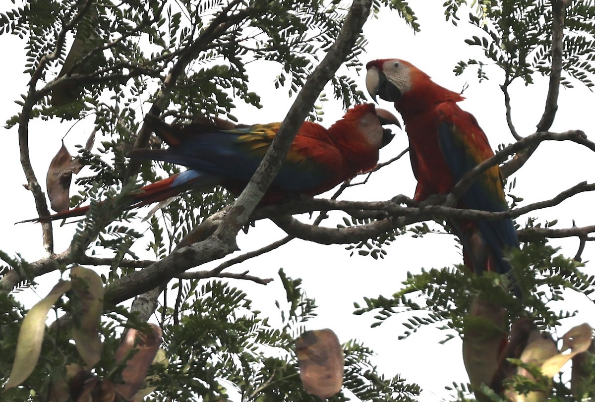 Scharlachara - ML650854362