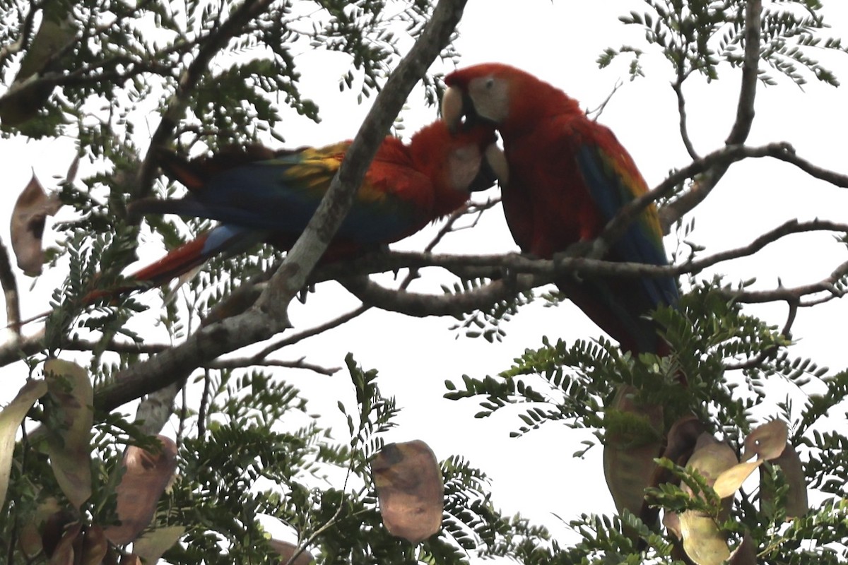 Scharlachara - ML650854363