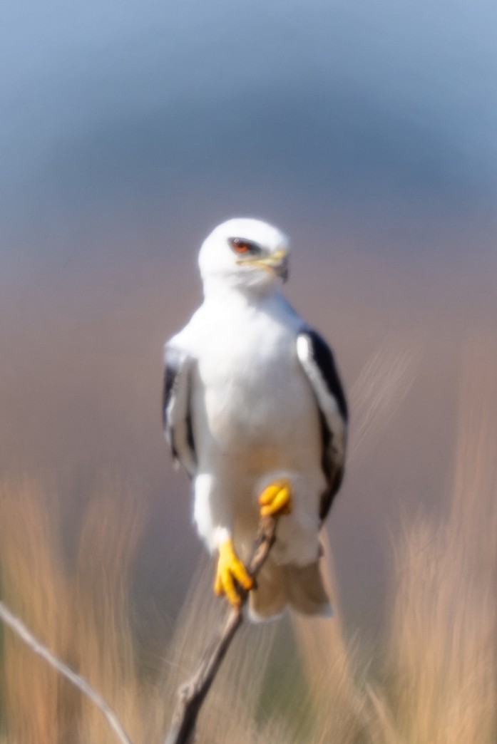 hvitstjertglente - ML650854559