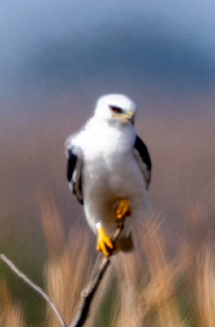 hvitstjertglente - ML650854562