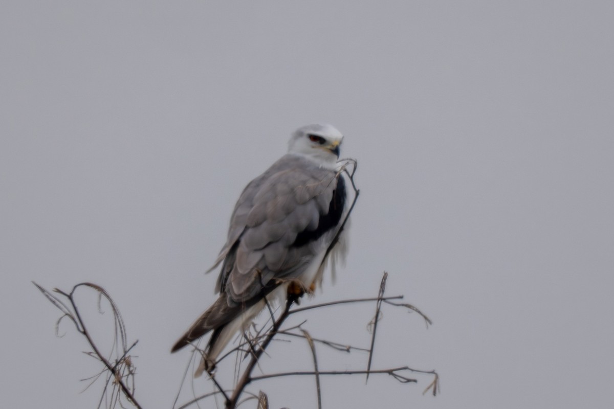 hvitstjertglente - ML650854665