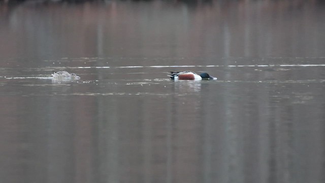 Northern Shoveler - ML650854690