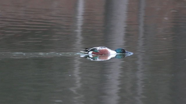 Northern Shoveler - ML650854691