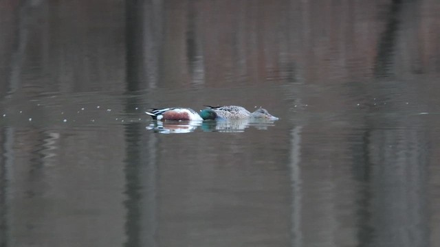 Northern Shoveler - ML650854692