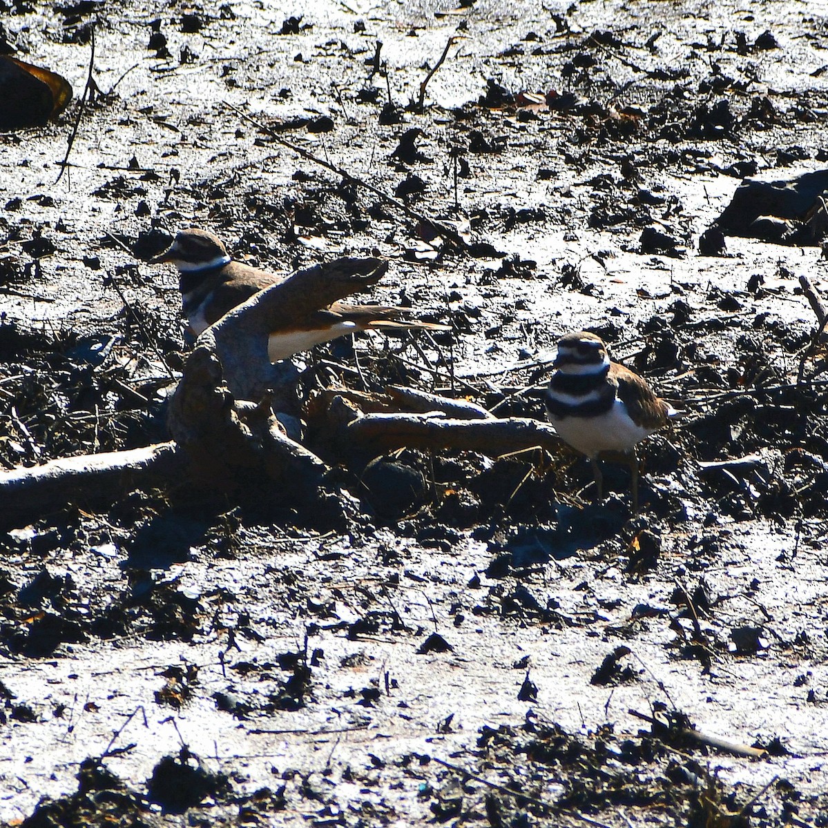 Killdeer - ML650854964