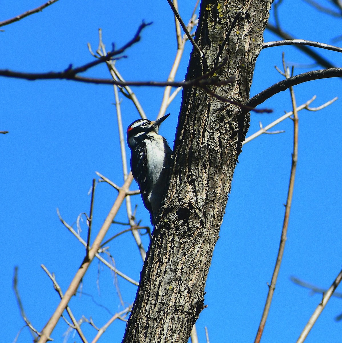 Hairy Woodpecker - ML650854966