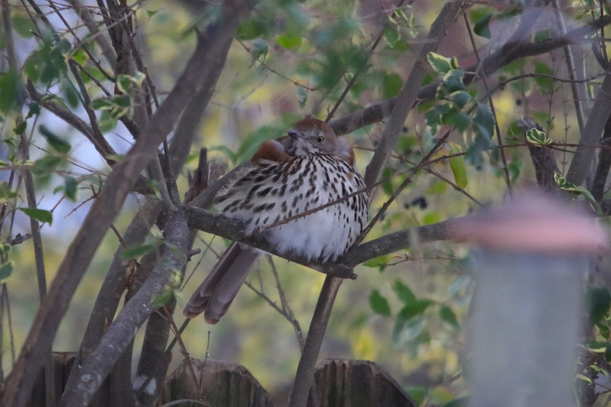 Brown Thrasher - ML650855063