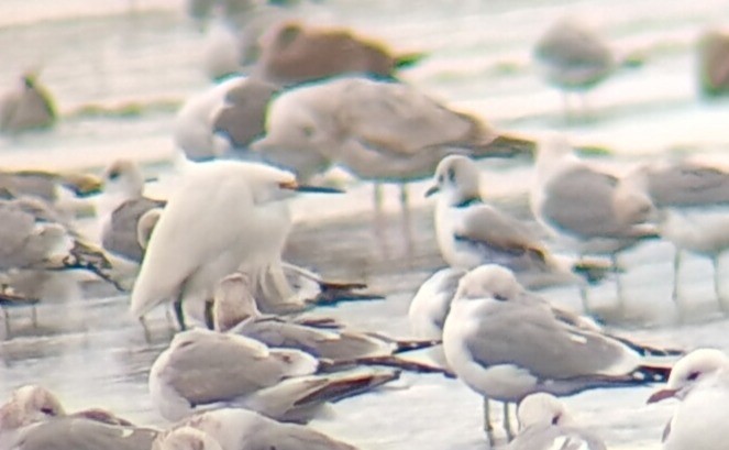 Black-legged Kittiwake - ML650855172