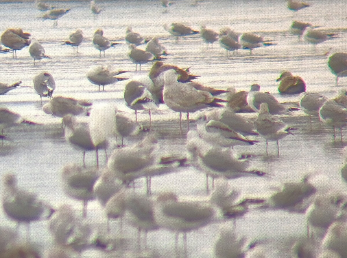 Black-legged Kittiwake - ML650855173