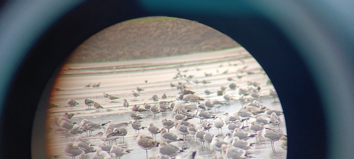 Black-legged Kittiwake - ML650855174