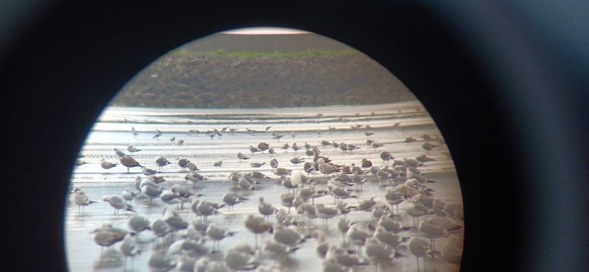 Black-legged Kittiwake - ML650855175