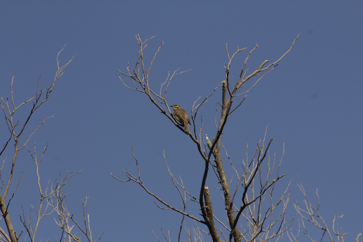 medosavka masková - ML650855422