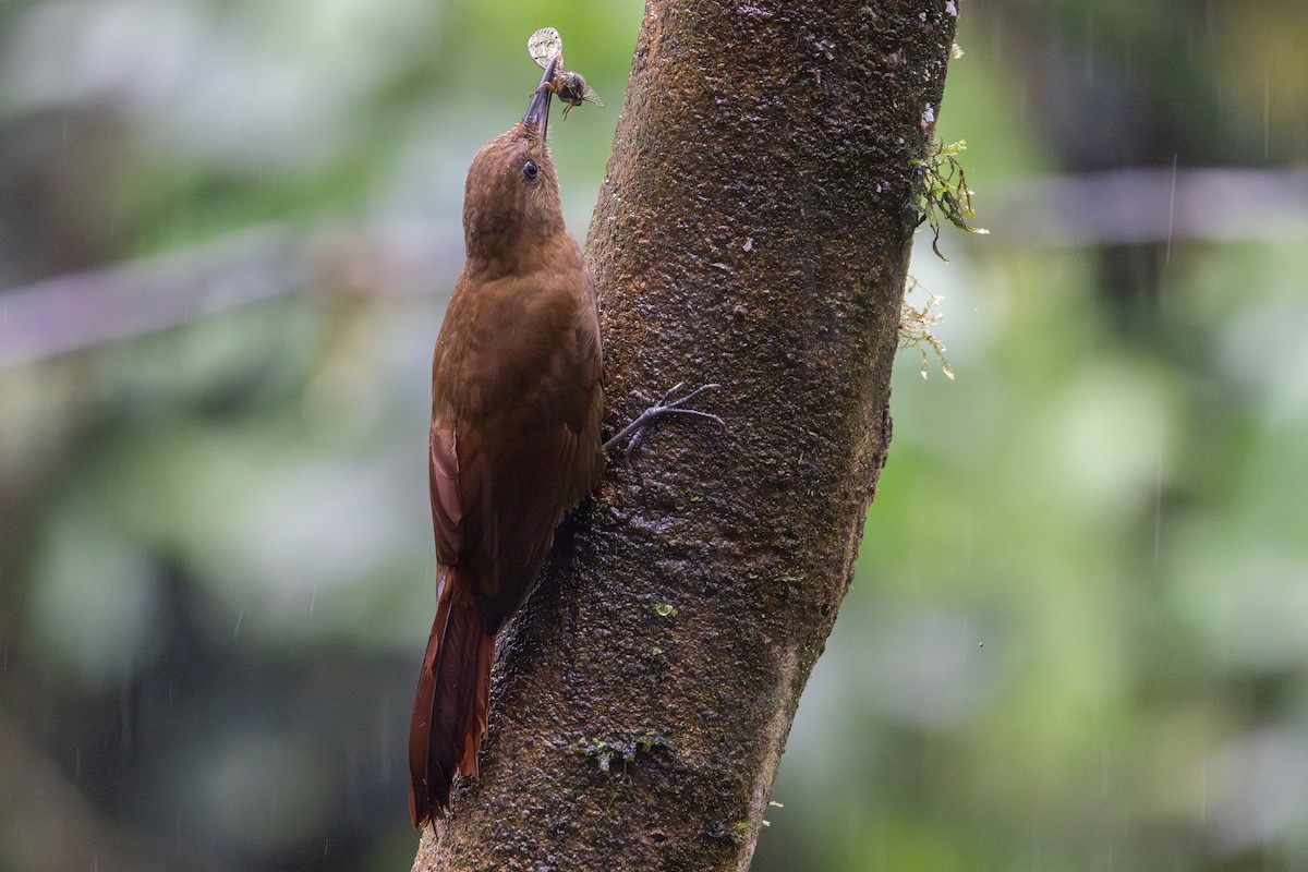 ミヤマコオニキバシリ - ML650855548