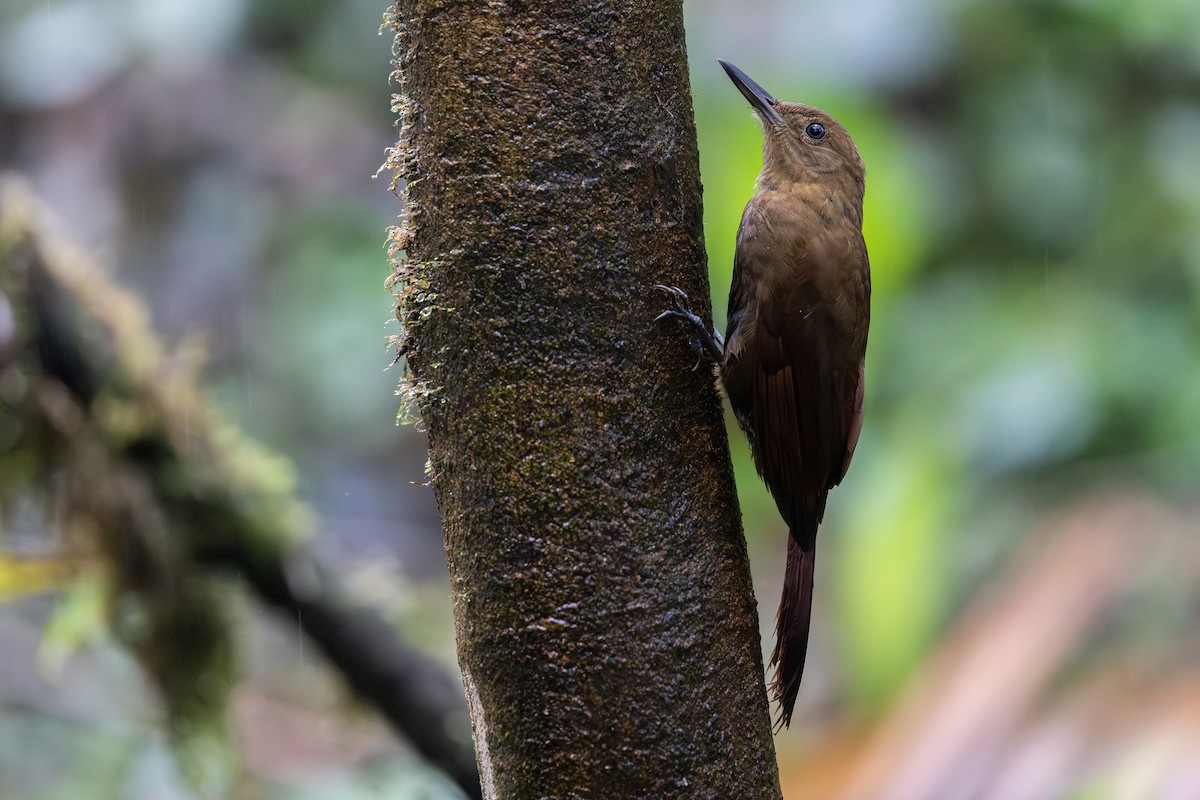 ミヤマコオニキバシリ - ML650855557