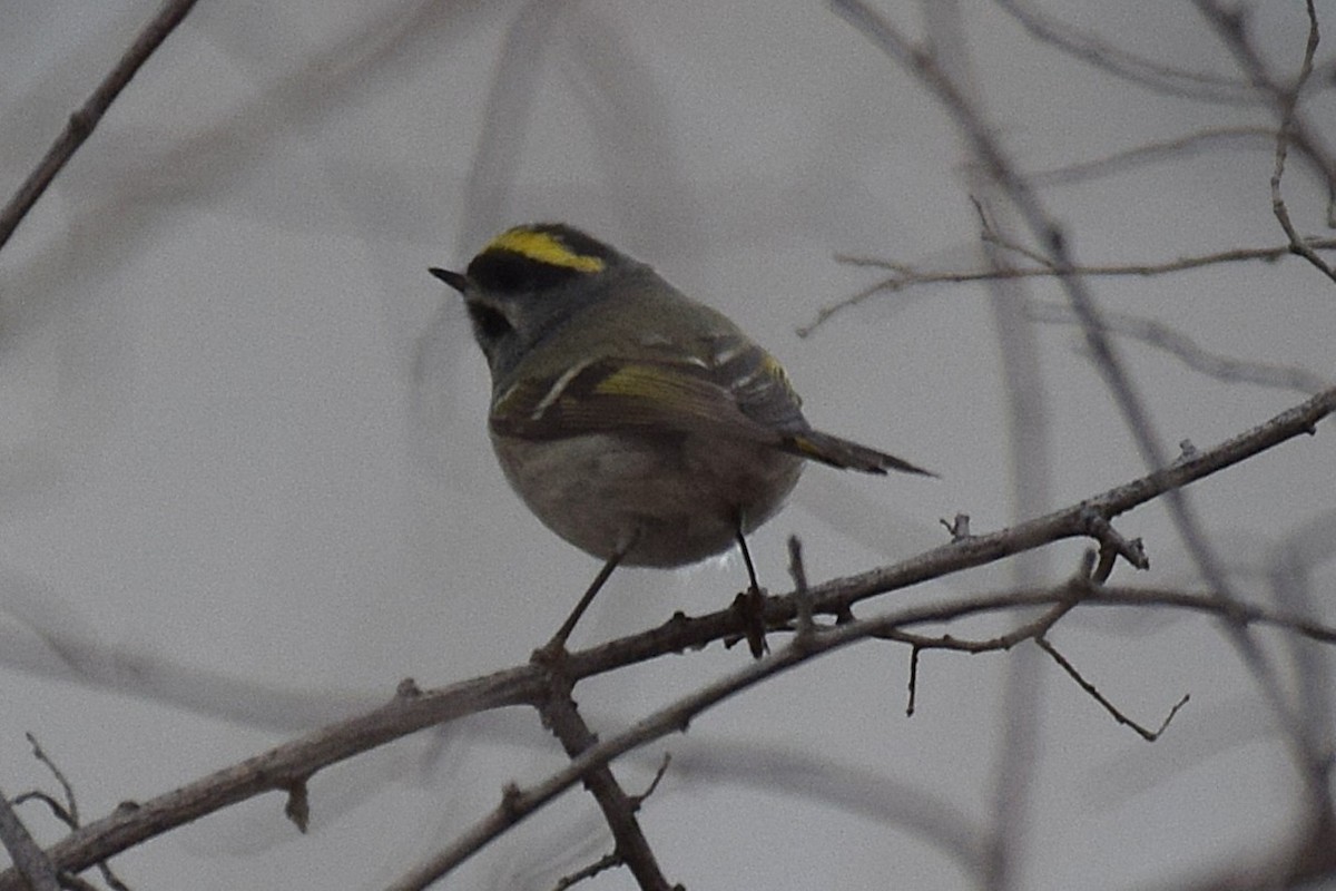 Золотомушка світлоброва - ML650855595