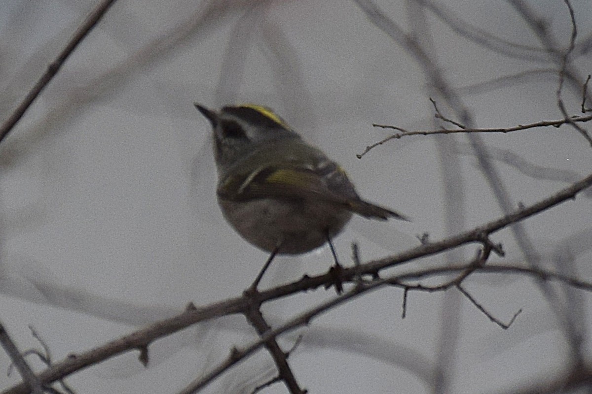 Золотомушка світлоброва - ML650855596