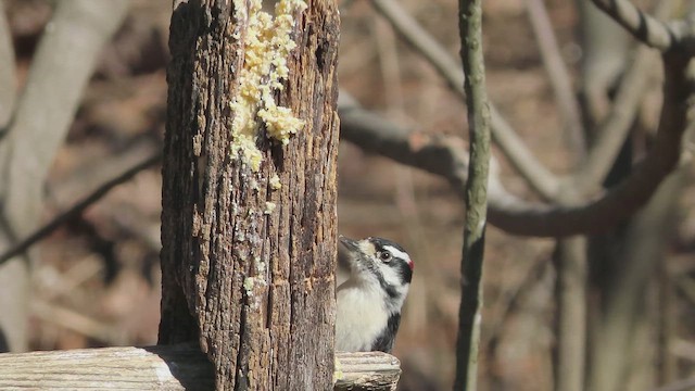 Downy Woodpecker - ML650855820
