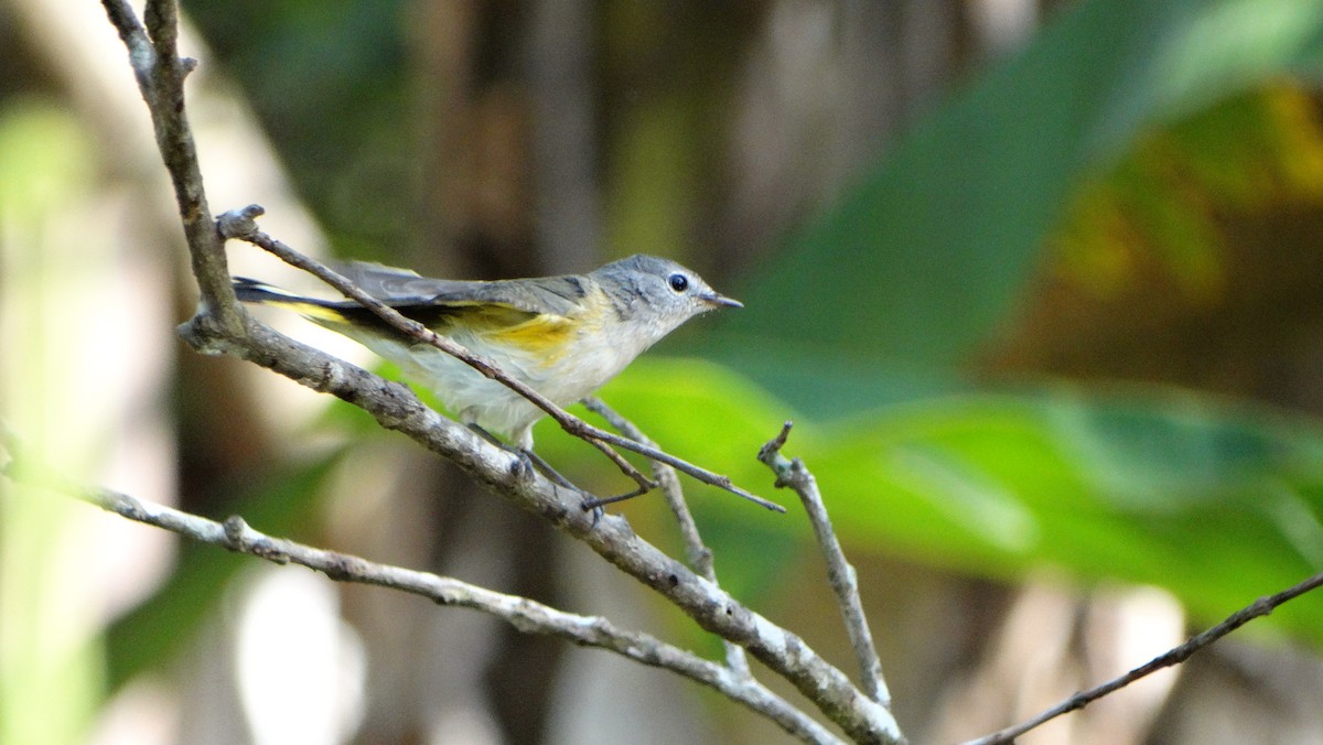 American Redstart - ML650855850