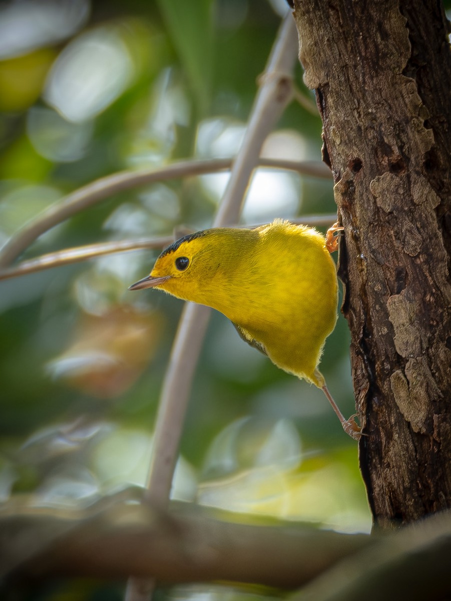 kalottparula - ML650855905