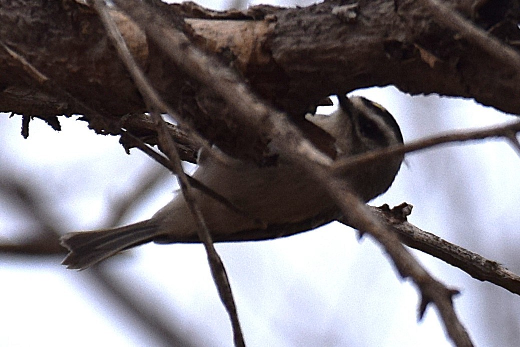 Золотомушка світлоброва - ML650855914