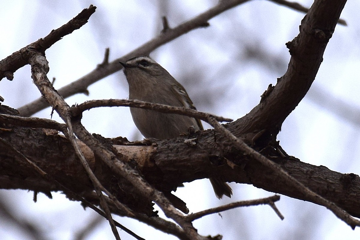 Золотомушка світлоброва - ML650855915