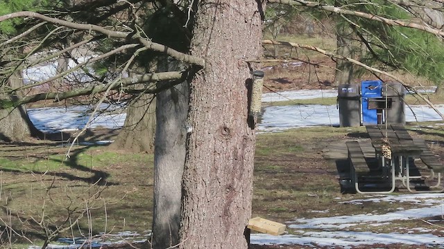 White-breasted Nuthatch (Eastern) - ML650855938