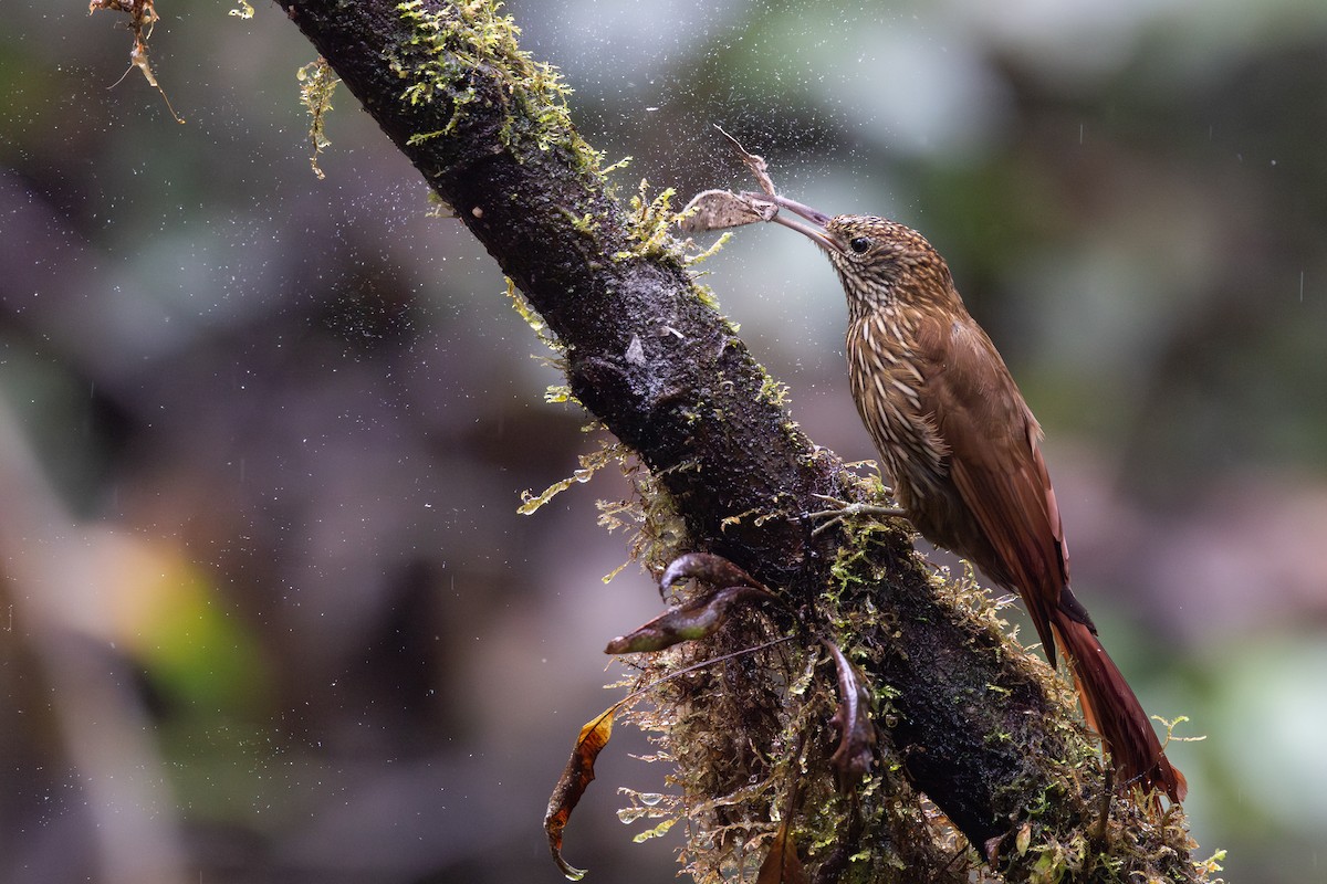 Montane Woodcreeper - ML650856091