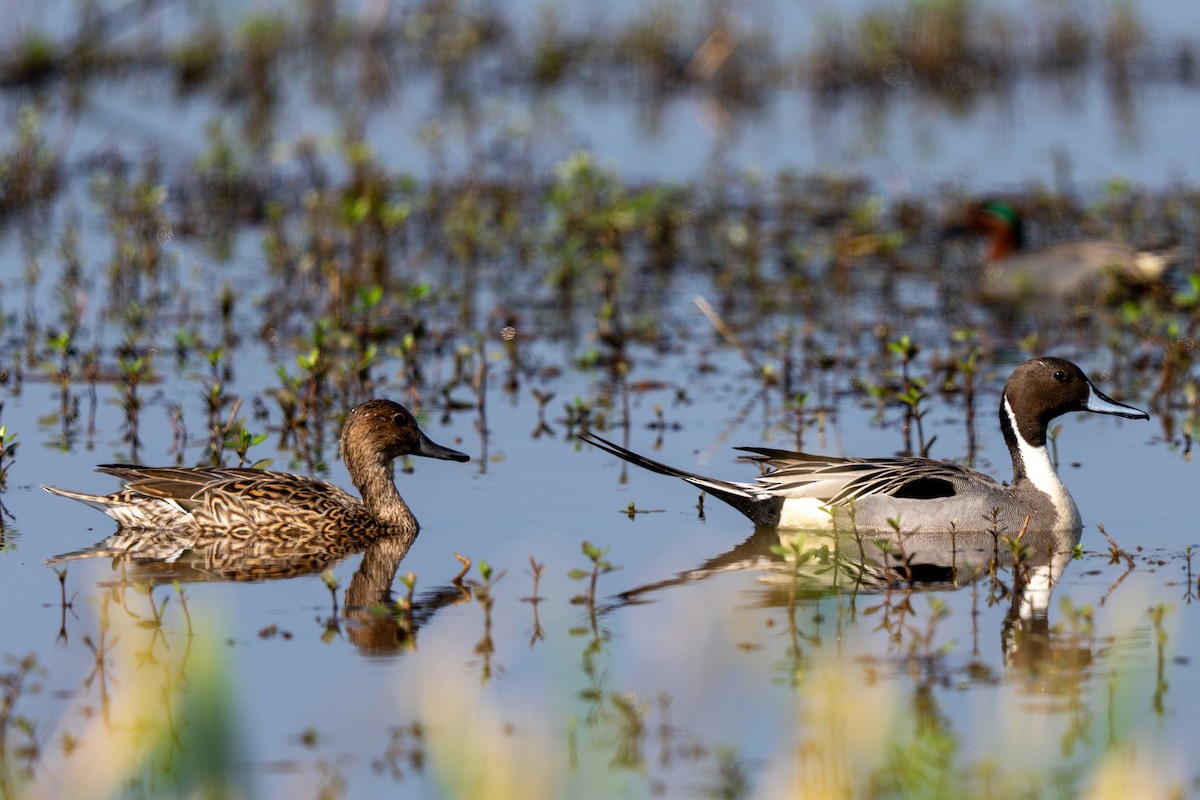 stjertand - ML650856110
