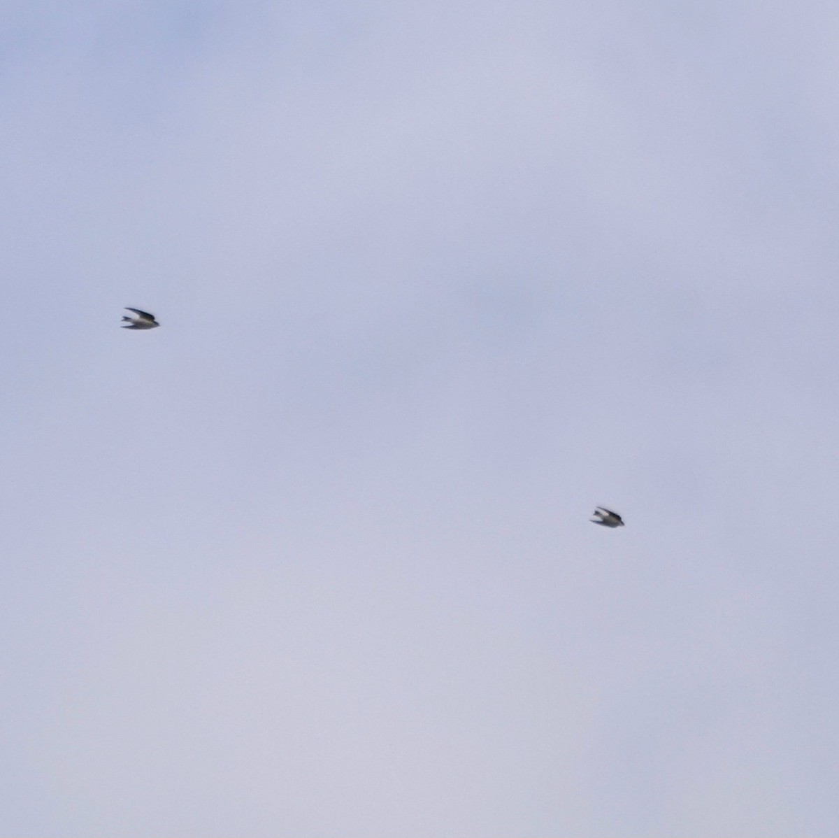 tresvale - ML650856311