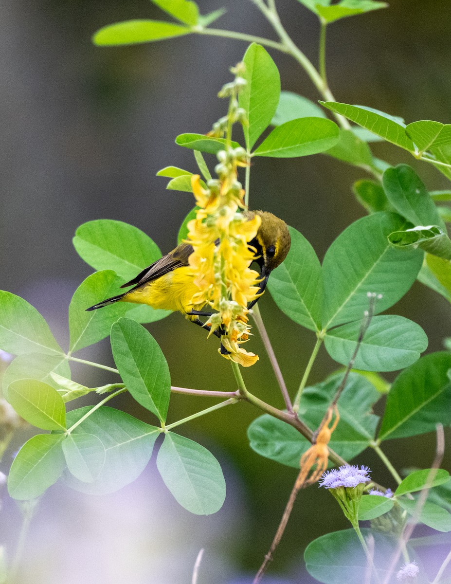 Sahul Sunbird - ML650856530