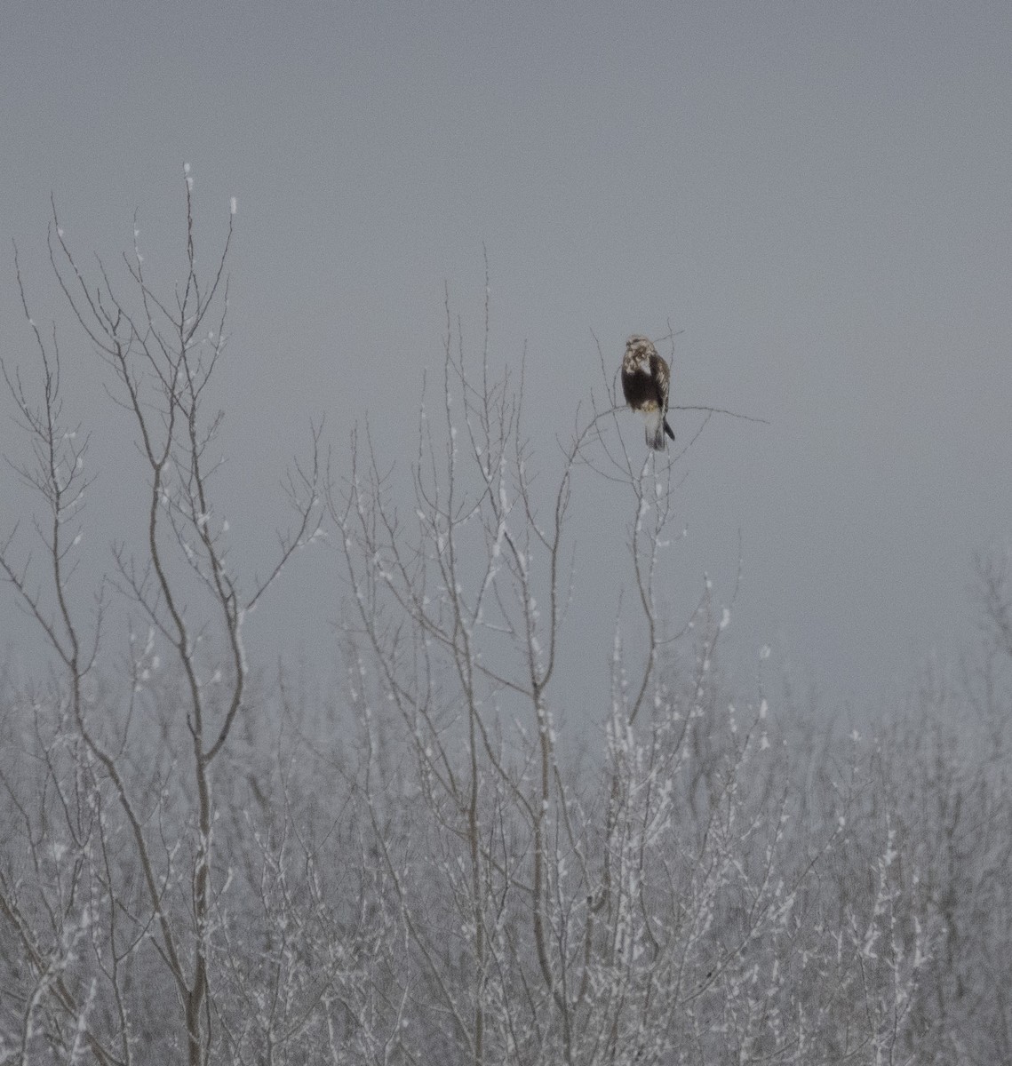 Зимняк - ML650856540