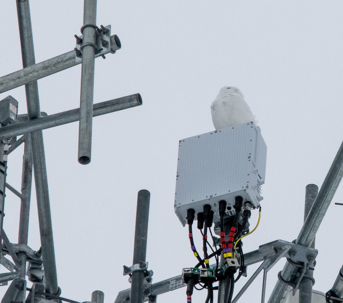 Сова біла - ML650856545