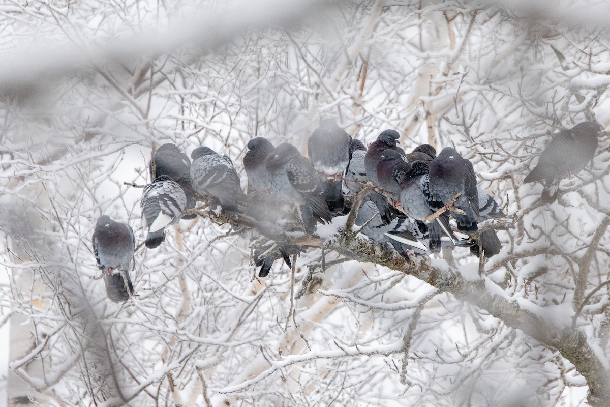 Голуб сизий (міський) - ML650856576