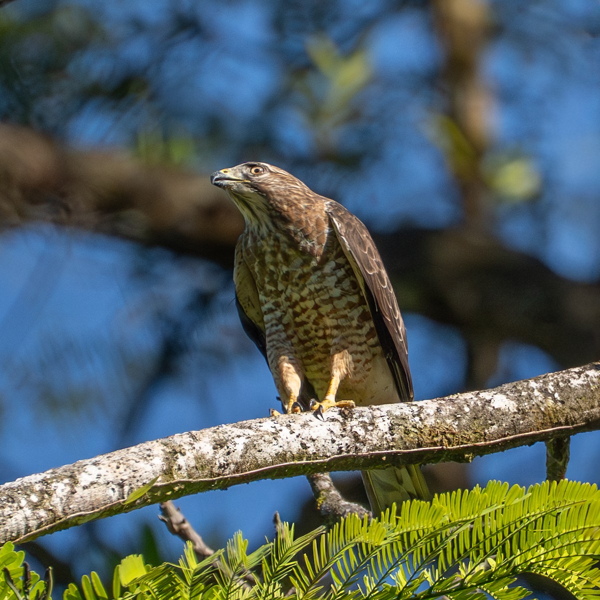 Broad-winged Hawk - ML650856578