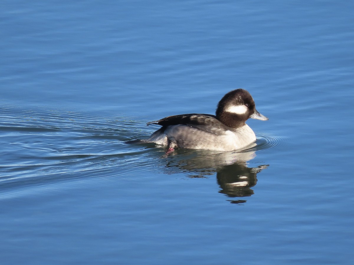 Bufflehead - ML650856614