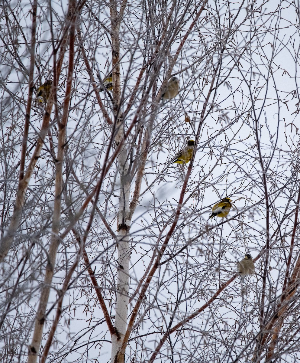 Кіпаль жовтобровий - ML650856619